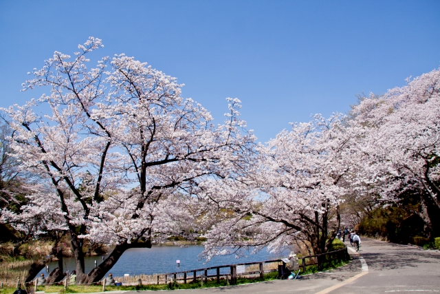 家族イベント(お花見など)